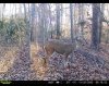 buck Nov22_1a.jpg