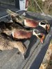 IMG_2027(1).jpeg