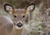 cbrucemacqueen-shutterstock-whitetail-deer-hunting.jpg