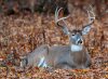 ctonycampbell-shutterstock-buck.jpg