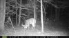 trailcam 2012 014.jpg