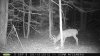 trailcam 2012 034.jpg