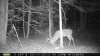 trailcam 2012 013.jpg