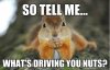 whats-driving-you-nuts-squirrel-meme.jpg