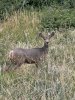 Mule deer doe.jpg