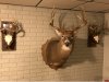 IMG_5439.jpeg