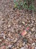 Image1700226545.802532.jpg