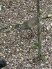 IMG_1419.jpeg