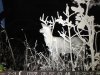Deer 005.jpg