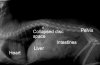 Canine_Xray_stock.jpg