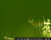 joshs trail cam 016.jpg
