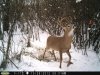 trail cam 10 343.jpg