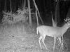 trailcam 10-29-12 009 (2).jpg