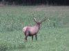 Elk County 8.18.12-3.jpg
