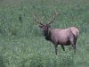 Elk County 8.18.12-5.jpg