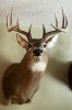 IMG_0105.jpeg