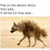 IMG_3156.jpeg