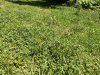 IMG_3594.jpeg