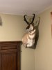 IMG_0017.jpeg