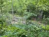 IMG_3694.jpeg