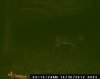 deer cam 002.jpg