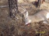 2012 Rifle Buck.jpg