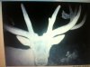 trail cam elk.jpg