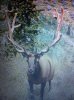 elk 1.jpg