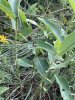 IMG_3705.jpeg