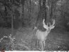 DK TC Buck New spot 2025.JPG