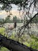 IMG_1531.jpeg