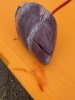 IMG_0100.jpeg