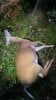 Doe.jpg