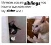 IMG_4545.jpeg