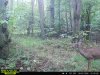 1st deer.JPG