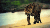 1000035325.gif