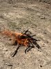 IMG_3366.jpeg