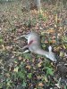 IMG_1320.jpeg