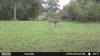 Food plot pic 1.jpg