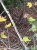 IMG_3411.jpeg