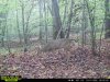 buck daylight.JPG