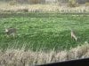 IMG_5887.jpeg