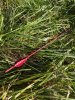 IMG_0096.jpeg