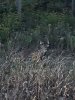 IMG_3648.jpeg