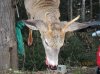 buck 2.jpg