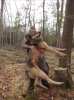 wolf1.jpg