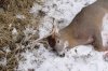 DSC00959.jpg