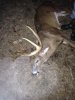 deer16.jpg