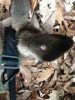ImageUploadedByTapatalk1354969583.686776.jpg