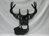 Deer Head.jpg